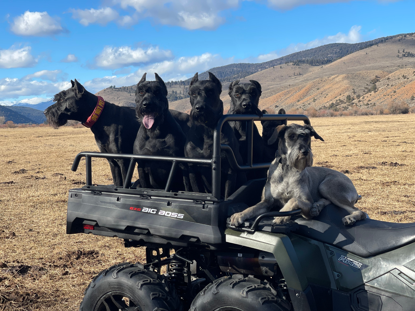 K1K9 Giant Schnauzer — lineage frame 04