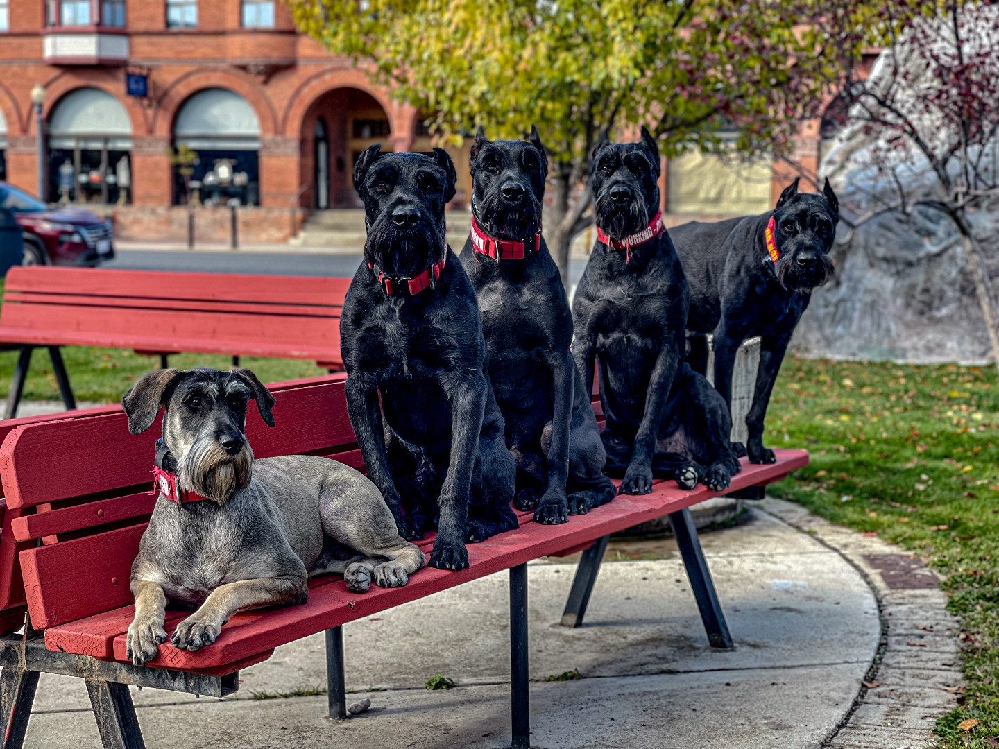 K1K9 Giant Schnauzer — lineage frame 05