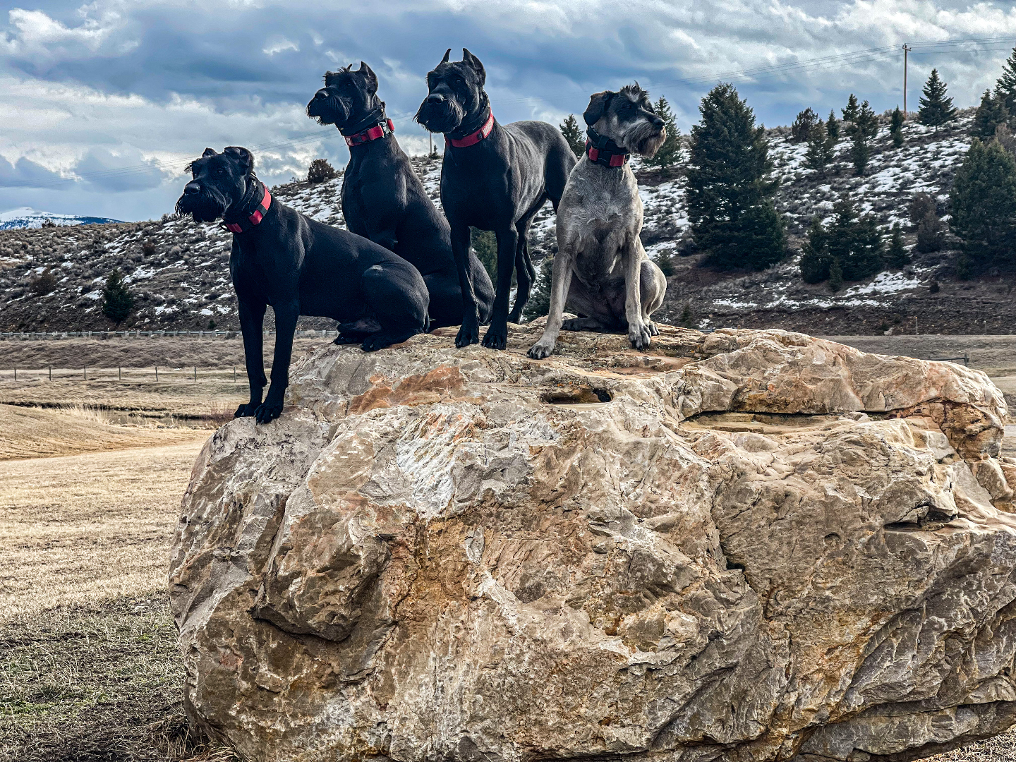 K1K9 Giant Schnauzer — lineage frame 06