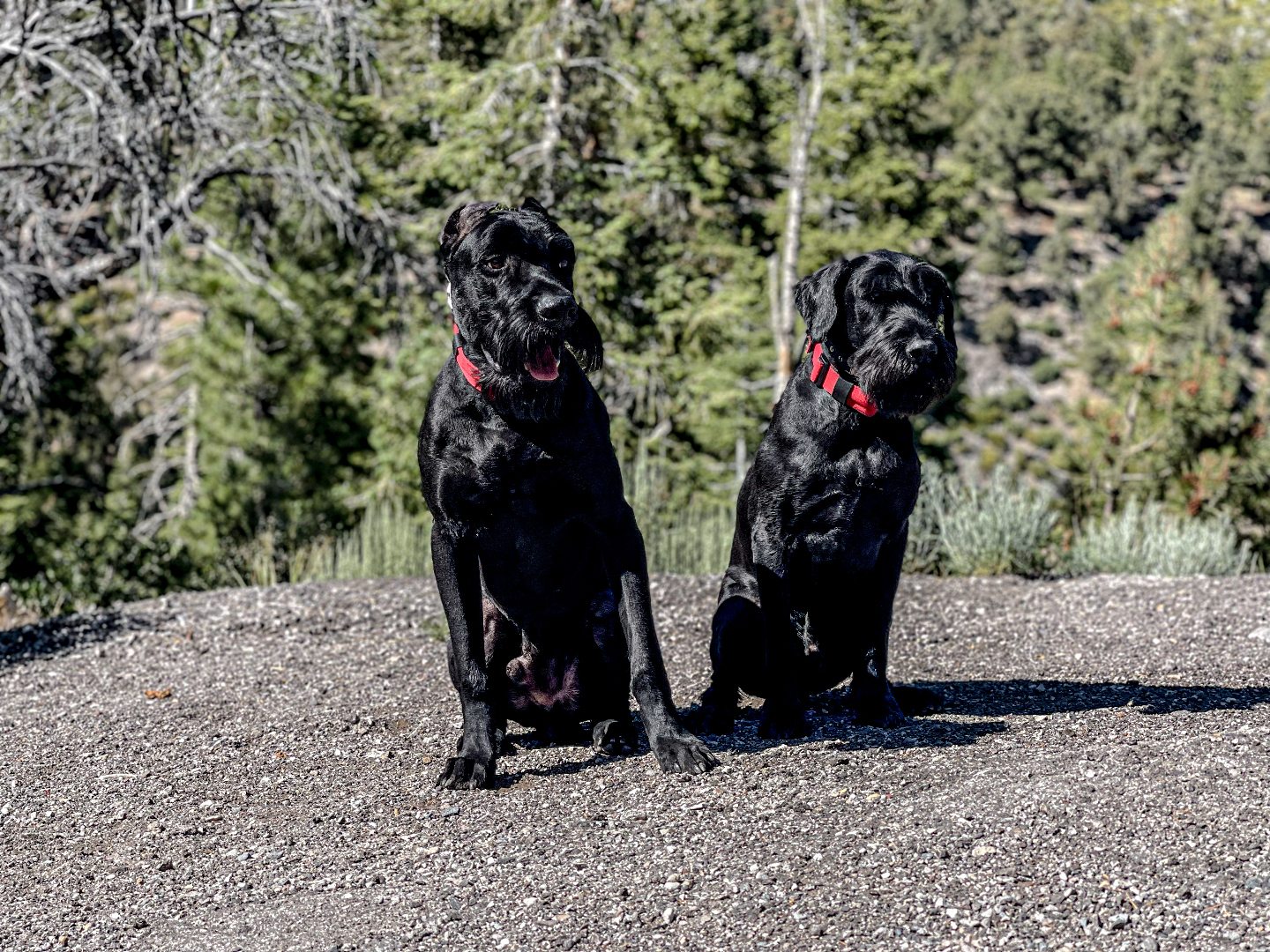 K1K9 Giant Schnauzer — lineage frame 09