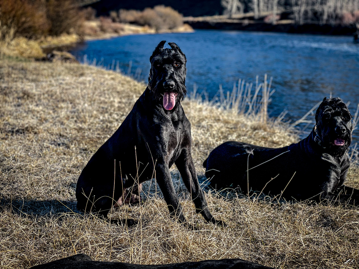 K1K9 Giant Schnauzer — lineage frame 12