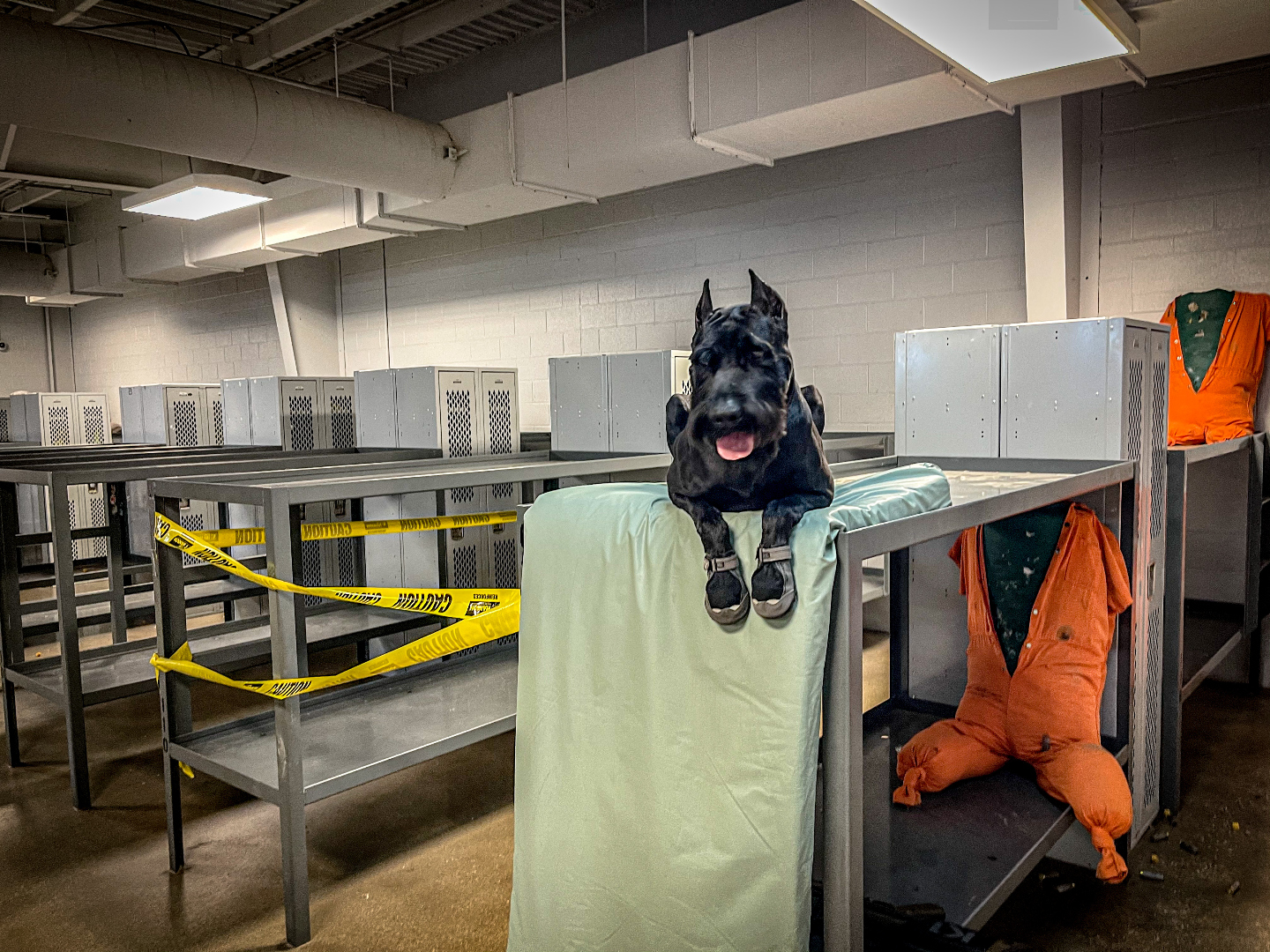 K1K9 Giant Schnauzer — lineage frame 13