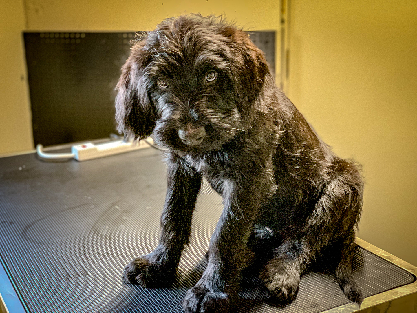 Giant Schnauzer puppy under evaluation — natural ears, natural tail, on the assessment table.