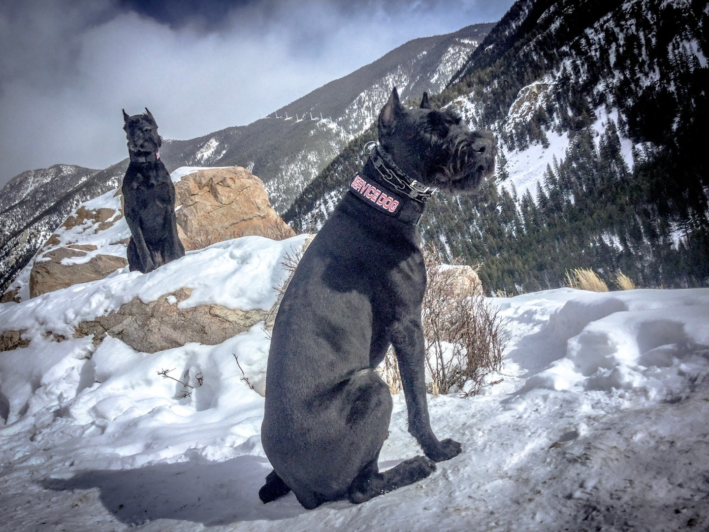 Two US-CSOG Giant Schnauzers posted on a snow-covered Rocky Mountain overlook — the pack, on high ground