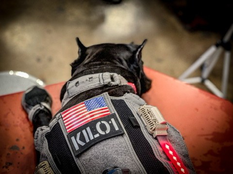 KILO-1 callsign · Giant Schnauzer in working harness with US flag patch