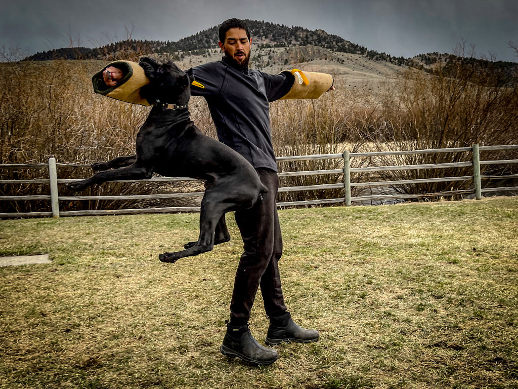 Master KESP Decoy Esteban working a 5-month-old Giant Schnauzer in Target Identification Drill